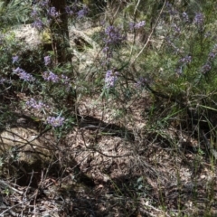 Hovea longifolia at Bundanoon - 15 Sep 2019 12:34 PM