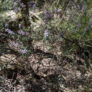 Hovea longifolia at Bundanoon - 15 Sep 2019 12:34 PM