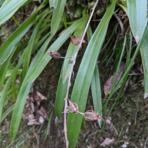 Cestichis reflexa at Meryla - 15 Sep 2019