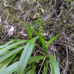 Cestichis reflexa at Meryla - 15 Sep 2019