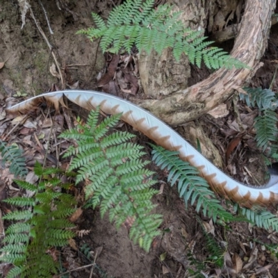 Menura novaehollandiae (Superb Lyrebird) at Bundanoon, NSW - 15 Sep 2019 by Margot