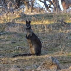 Wallabia bicolor (Swamp Wallaby) at Isaacs Ridge - 14 Sep 2019 by Mike