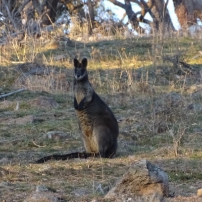 Wallabia bicolor (Swamp Wallaby) at Isaacs Ridge and Nearby - 14 Sep 2019 by Mike