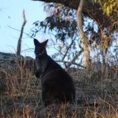 Wallabia bicolor at Isaacs Ridge - 14 Sep 2019 05:32 PM