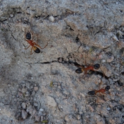 Camponotus consobrinus (Banded sugar ant) at Isaacs, ACT - 14 Sep 2019 by Mike