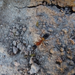 Camponotus consobrinus at Isaacs, ACT - 14 Sep 2019