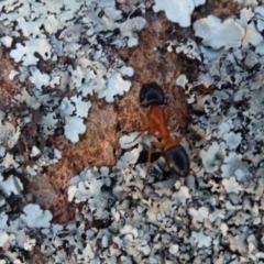 Camponotus consobrinus at Isaacs, ACT - 14 Sep 2019