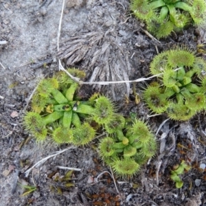 Drosera sp. at Isaacs Ridge - 14 Sep 2019