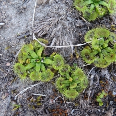 Drosera sp. (A Sundew) at Isaacs, ACT - 14 Sep 2019 by Mike