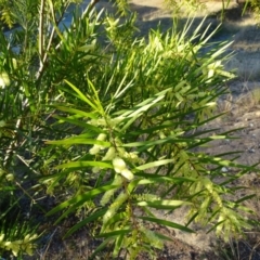 Acacia floribunda (White Sally Wattle, Gossamer Wattle) at Isaacs, ACT - 14 Sep 2019 by Mike