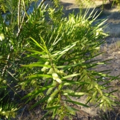 Acacia floribunda (White Sally Wattle, Gossamer Wattle) at Isaacs Ridge and Nearby - 14 Sep 2019 by Mike