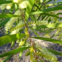 Acacia floribunda at Isaacs, ACT - 14 Sep 2019 05:06 PM