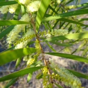 Acacia floribunda at Isaacs, ACT - 14 Sep 2019