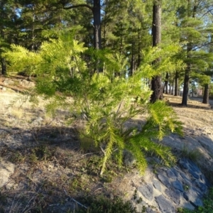 Acacia floribunda at Isaacs, ACT - 14 Sep 2019 05:06 PM