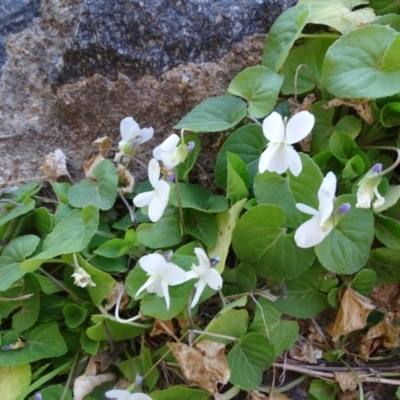 Viola odorata (Sweet Violet, Common Violet) at Isaacs Ridge and Nearby - 14 Sep 2019 by Mike