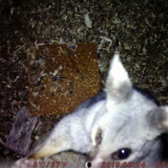 Trichosurus vulpecula (Common Brushtail Possum) at ANU Liversidge Precinct - 24 Aug 2019 by Rhiannon5678