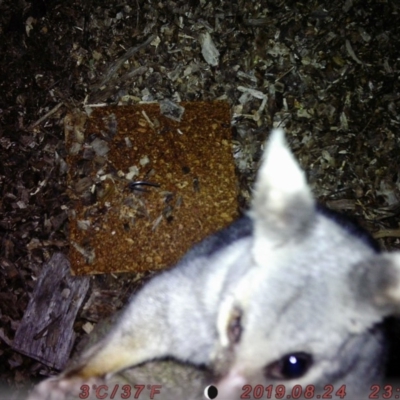 Trichosurus vulpecula (Common Brushtail Possum) at Australian National University - 24 Aug 2019 by Rhiannon5678