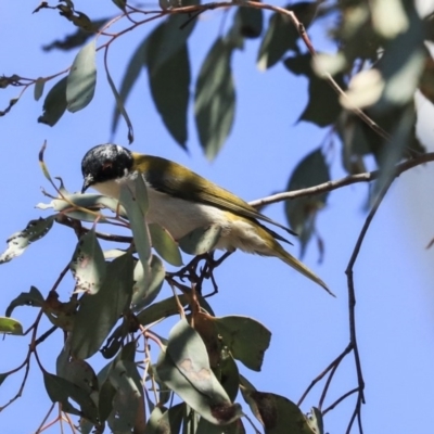 Melithreptus lunatus (White-naped Honeyeater) at Bruce Ridge to Gossan Hill - 11 Sep 2019 by AlisonMilton