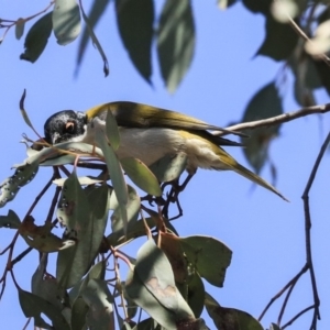 Melithreptus lunatus at Bruce, ACT - 11 Sep 2019 12:42 PM