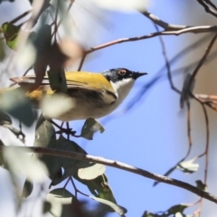 Melithreptus lunatus at Bruce, ACT - 11 Sep 2019 12:42 PM