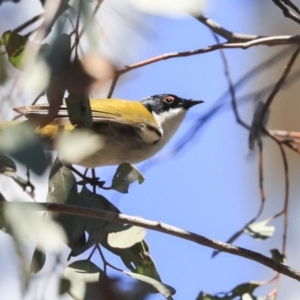 Melithreptus lunatus at Bruce, ACT - 11 Sep 2019