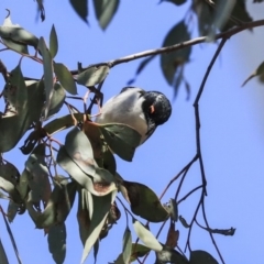 Melithreptus lunatus at Bruce, ACT - 11 Sep 2019 12:42 PM