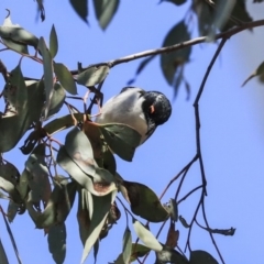 Melithreptus lunatus at Bruce, ACT - 11 Sep 2019