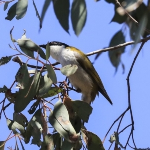 Melithreptus lunatus at Bruce, ACT - 11 Sep 2019