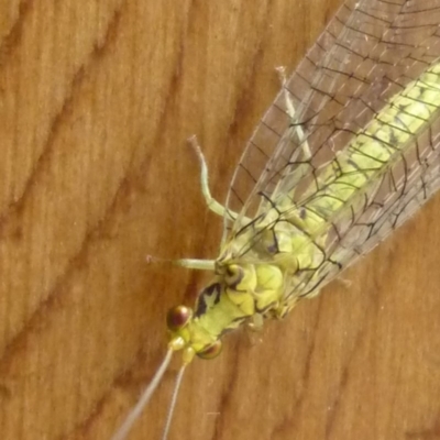 Italochrysa insignis (A Green Lacewing) at Aranda, ACT - 24 Nov 2009 by JanetRussell