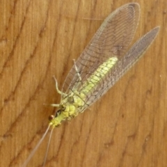 Italochrysa insignis at Aranda, ACT - 24 Nov 2009