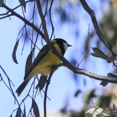 Pachycephala pectoralis (Golden Whistler) at Bruce, ACT - 11 Sep 2019 by Alison Milton