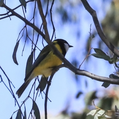 Pachycephala pectoralis (Golden Whistler) at Bruce Ridge to Gossan Hill - 11 Sep 2019 by AlisonMilton