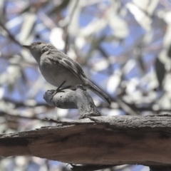 Pachycephala pectoralis at Bruce, ACT - 11 Sep 2019