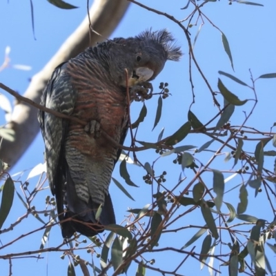 Callocephalon fimbriatum (Gang-gang Cockatoo) at Bruce, ACT - 11 Sep 2019 by AlisonMilton