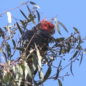 Callocephalon fimbriatum at Bruce, ACT - 11 Sep 2019