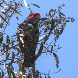 Callocephalon fimbriatum at Bruce, ACT - suppressed