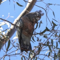 Callocephalon fimbriatum at Bruce, ACT - 11 Sep 2019