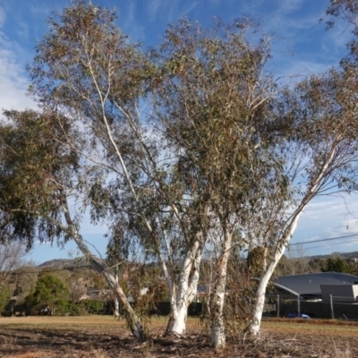 Eucalyptus pauciflora (A Snow Gum) at Red Hill to Yarralumla Creek - 15 Sep 2019 by JackyF