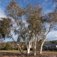 Eucalyptus pauciflora (A Snow Gum) at Hughes, ACT - 15 Sep 2019 by JackyF