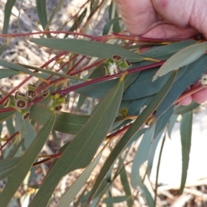 Eucalyptus pauciflora at Hughes, ACT - 15 Sep 2019