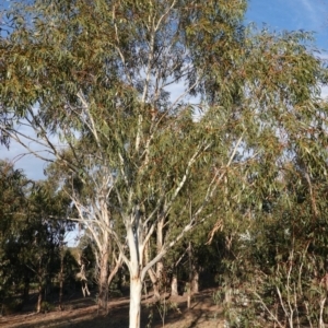 Eucalyptus pauciflora at Hughes Grassy Woodland - 15 Sep 2019