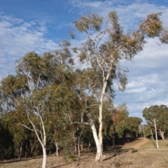 Eucalyptus pauciflora at Hughes Grassy Woodland - 15 Sep 2019