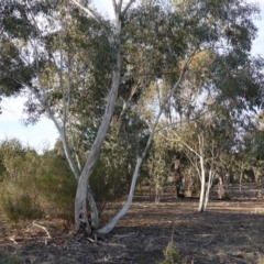 Eucalyptus pauciflora at Hughes Grassy Woodland - 15 Sep 2019 04:49 PM