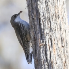 Cormobates leucophaea (White-throated Treecreeper) at Bruce, ACT - 11 Sep 2019 by AlisonMilton