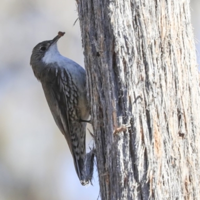 Cormobates leucophaea (White-throated Treecreeper) at Bruce, ACT - 11 Sep 2019 by AlisonMilton