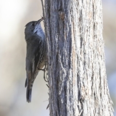 Cormobates leucophaea at Bruce, ACT - 11 Sep 2019