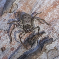 Isopeda sp. (genus) (Huntsman Spider) at Bruce Ridge to Gossan Hill - 11 Sep 2019 by AlisonMilton