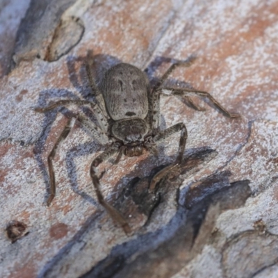 Isopeda (genus) (Huntsman Spider) at Bruce, ACT - 11 Sep 2019 by AlisonMilton