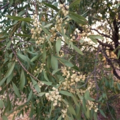 Acacia melanoxylon (Blackwood) at Hughes, ACT - 15 Sep 2019 by JackyF