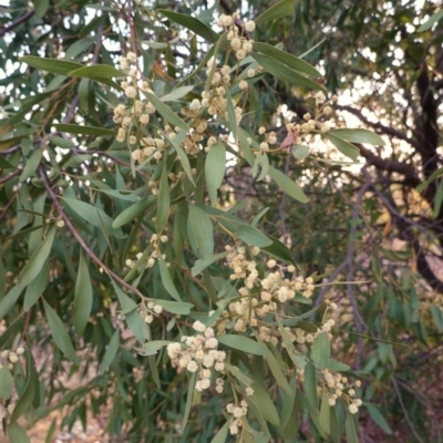 Acacia melanoxylon (Blackwood) at Red Hill to Yarralumla Creek - 15 Sep 2019 by JackyF